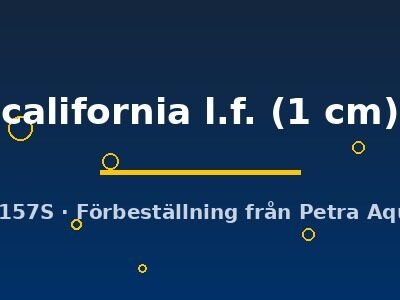 california l.f. (1 cm)