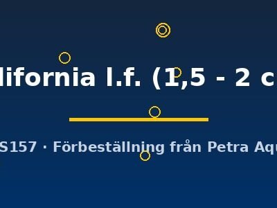 california l.f. (1,5 - 2 cm)
