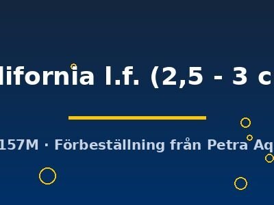 california l.f. (2,5 - 3 cm)