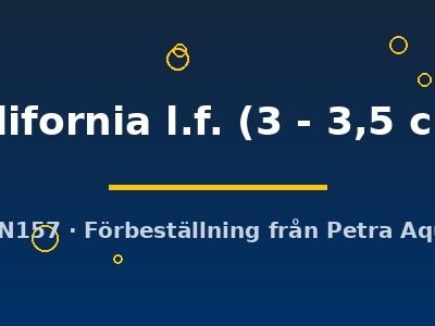 california l.f. (3 - 3,5 cm)