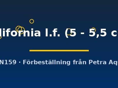 california l.f. (5 - 5,5 cm)