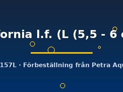 california l.f. (L (5,5 - 6 cm))