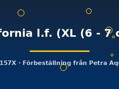 california l.f. (XL (6 - 7 cm))