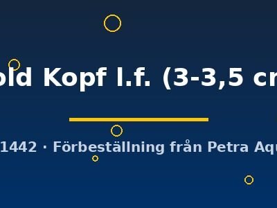 gold Kopf l.f. (3-3,5 cm)