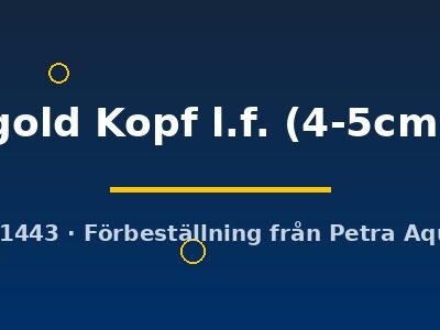 gold Kopf l.f. (4-5cm)
