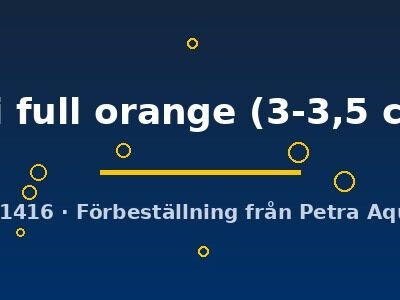 Pterophyllum scalare koi full orange 3–3,5 cm