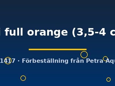 Pterophyllum scalare koi full orange 3,5–4 cm