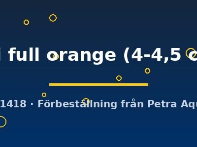 Pterophyllum scalare koi full orange 4–4,5 cm
