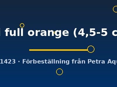 Pterophyllum scalare koi full orange 4,5–5 cm
