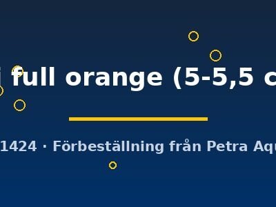 Pterophyllum scalare koi full orange 5–5,5 cm
