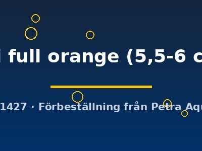 Pterophyllum scalare koi full orange 5,5–6 cm