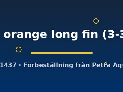 Pterophyllum scalare koi full orange long fin 3–3,5 cm