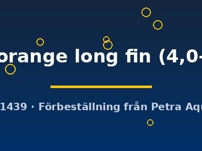 Pterophyllum scalare koi full orange long fin 4,0–4,5 cm