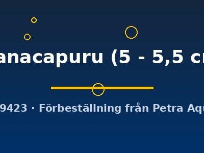 Pterophyllum scalare manacapuru 5–5,5 cm
