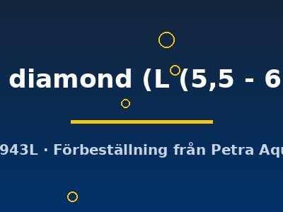 map. diamond (L (5,5 - 6 cm))