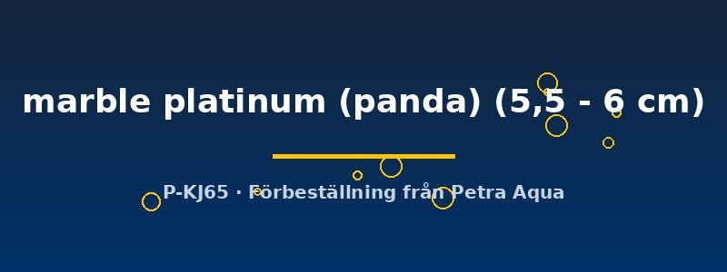 petra-ph2-174419 petra-ph2-174419