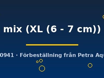 XL Mix Angelfish (Pterophyllum scalare mix) XL (6 - 7 cm)
