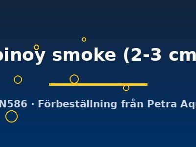 Pterophyllum scalare pinoy smoke 2–3 cm