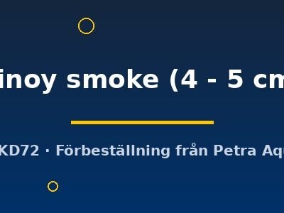 Pterophyllum scalare pinoy smoke 4–5 cm