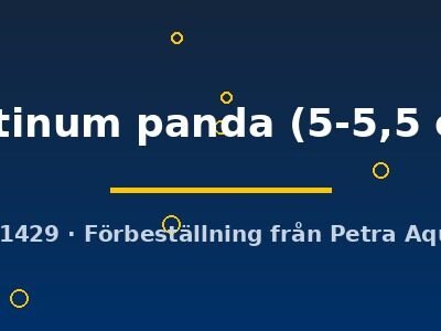 platinum panda (5-5,5 cm)