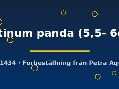 platinum panda (5,5- 6cm)