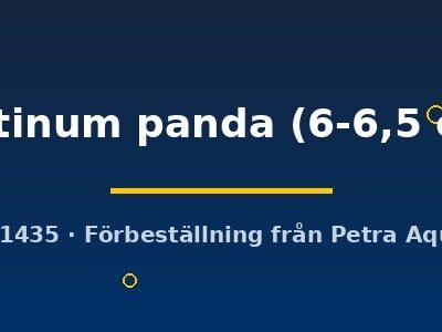 platinum panda (6-6,5 cm)