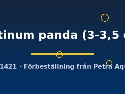 platinum panda (3-3,5 cm)