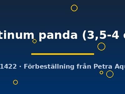 platinum panda (3,5-4 cm)