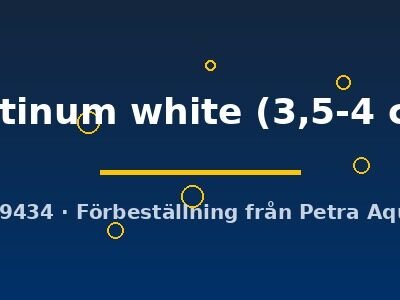 Pterophyllum scalare platinum white 3,5–4 cm