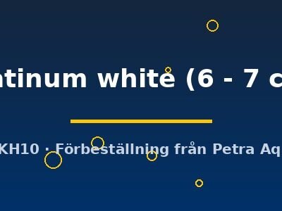 Pterophyllum scalare platinum white 6–7 cm