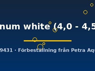 Pterophyllum scalare platinum white 4,0–4,5 cm