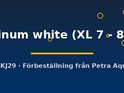 Pterophyllum scalare platinum white XL7–8 cm