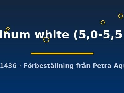 Pterophyllum scalare platinum white 5,0–5,5 cm