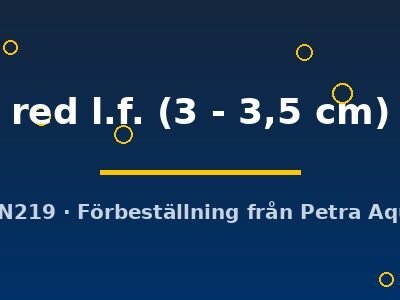 red l.f. (3 - 3,5 cm)