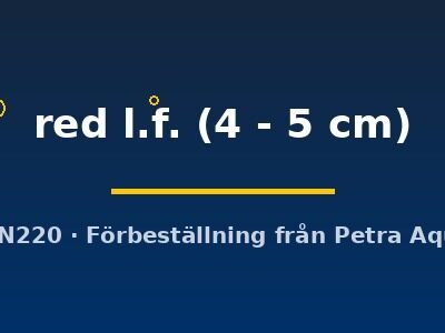 red l.f. (4 - 5 cm)
