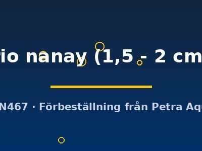 rio nanay (1,5 - 2 cm)