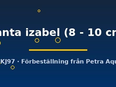 santa izabel (8 - 10 cm)