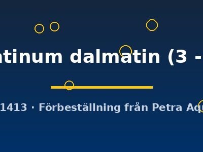 scal. platinum dalmatin (3 - 3,5 cm)