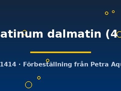 scal. platinum dalmatin (4 - 5 cm)