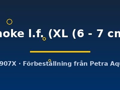 smoke l.f. (XL (6 - 7 cm))