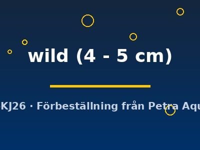 wild (4 - 5 cm)