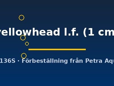 yellowhead l.f. (1 cm)