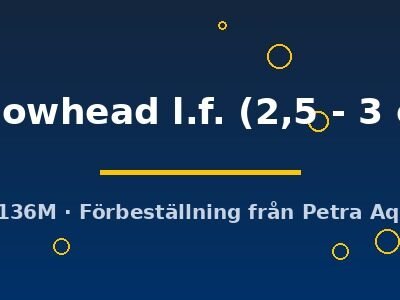 yellowhead l.f. (2,5 - 3 cm)
