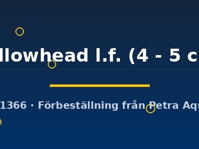 yellowhead l.f. (4 - 5 cm)