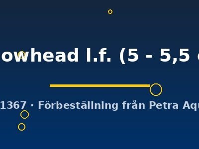 yellowhead l.f. (5 - 5,5 cm)