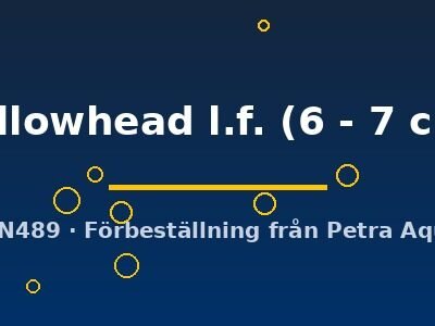 yellowhead l.f. (6 - 7 cm)