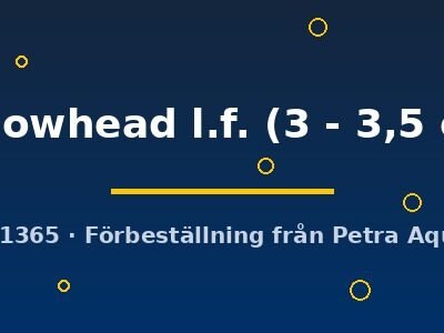 yellowhead l.f. (3 - 3,5 cm)