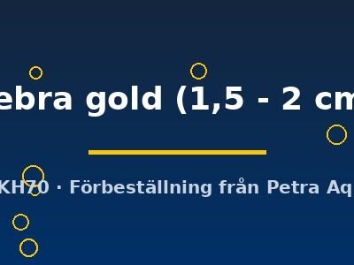 zebra gold (1,5 - 2 cm)