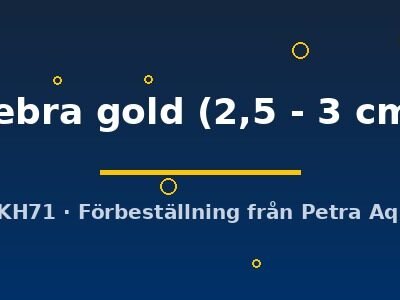 zebra gold (2,5 - 3 cm)