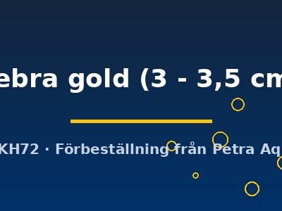 zebra gold (3 - 3,5 cm)